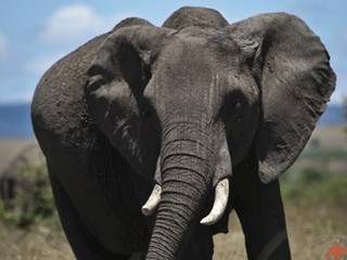 Elephant-ap