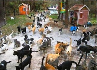 Cats