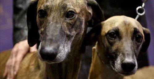 demdogs_small The Dirty Dem Dogs of Disruption Democratic Party  