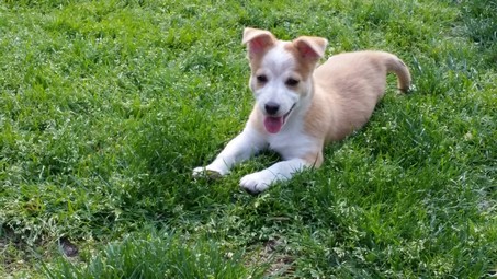 babby_small Today is the Big Day: Spaying Our Female Dog News  