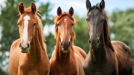 horses_small Why Do Republicans Want to Kill Horses? Republicans  